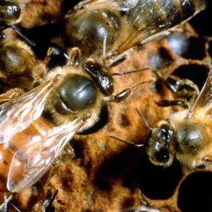 蜂群中的蜂后如何辨别？