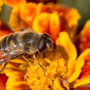 春季小蜜蜂能批量酿造哪些蜂蜜呢？
