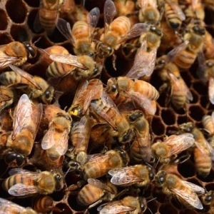 蜜蜂秋繁怎样饲喂蜂群？