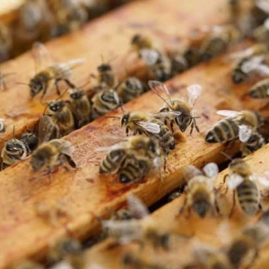 什么时候蜜蜂秋繁最好？