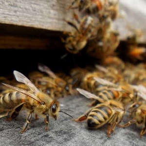 蜜蜂怎么秋繁更快？