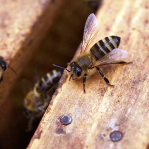 蜜蜂秋繁时间农历什么时候？