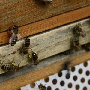 广东蜜蜂秋繁什么时候开始？