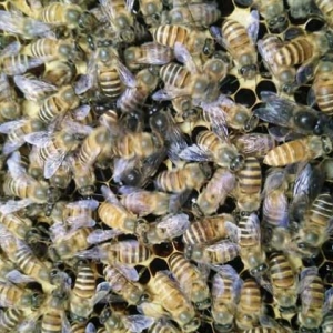 蜂群春衰的原因及预防措施