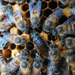 不足一脾蜂怎么快速繁殖？