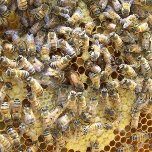 为什么蜜蜂越养越少了？