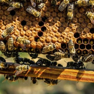 什么时候喂越冬蜂效果最好？