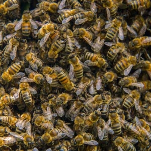 蜜蜂秋繁起止时间及繁蜂技巧