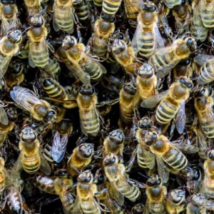 蜜蜂科学养殖技术