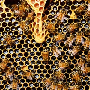 不让蜜蜂分蜂怎么解决？