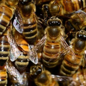 蜜蜂怎样分蜂才不会跑？