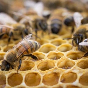 蜜蜂什么时候造脾快？