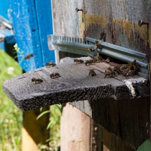 新手如何才能养好蜜蜂？