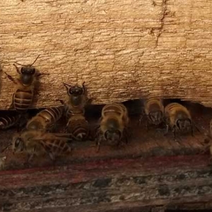 蜜蜂冲群有什么危害？