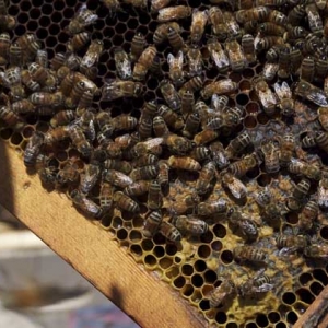 人工分蜂技术及注意事项
