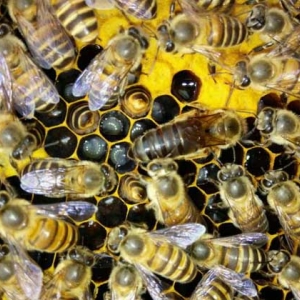 养蜂怎样原地人工分蜂？
