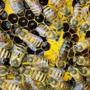蜜蜂春繁什么时候加脾？