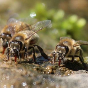 野生蜜蜂怎样收捕回家养？