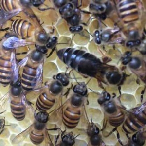 新收的蜜蜂要关几天蜂王？