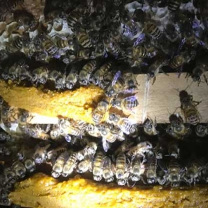 新收的蜜蜂怎么管理才好？