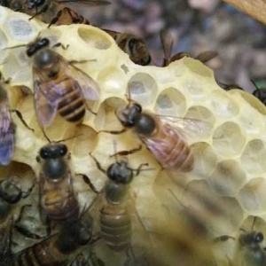 家庭养蜂技术及注意事项