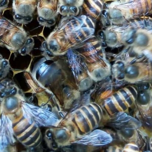 工蜂产卵群怎么处理才好？