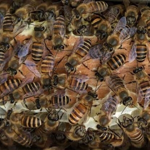 中蜂没有蜂王怎么分蜂？