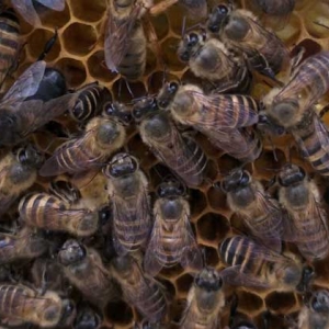 中蜂强群怎么养不分蜂？