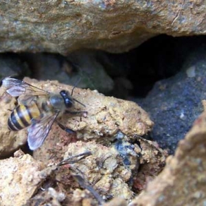石洞里的野生蜜蜂如何收捕？