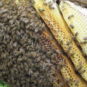 野生中华蜜蜂诱捕技术
