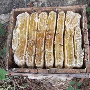 土养中蜂几月份割蜜？