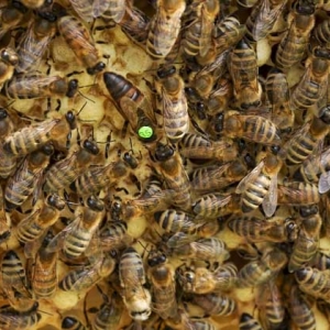 抓住蜂后能控制蜂群吗？