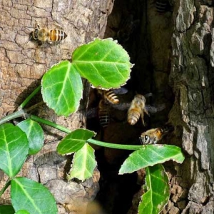 怎样知道附近有野生蜜蜂窝？