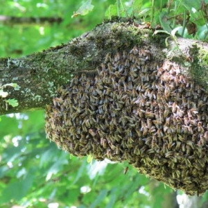 野蜜蜂怎么养才不会走？
