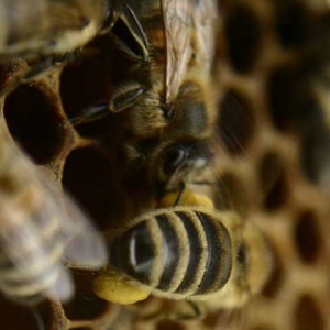 蜜蜂急造王台几天出王？
