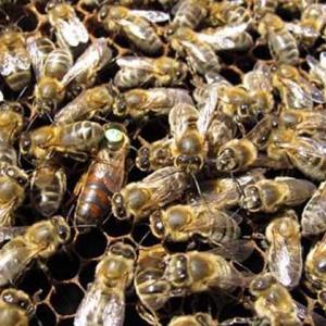 东北黑蜂可以定点养吗？