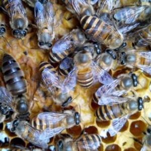 蜜蜂春繁为什么要保温？