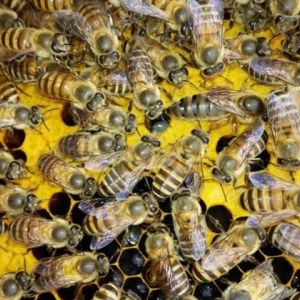 一脾蜜蜂怎么春繁快？