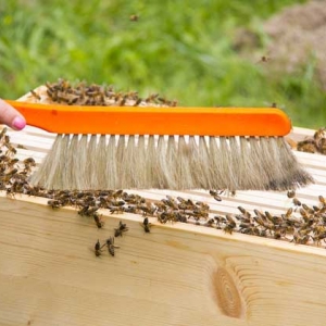 在哪里可以学养蜂技术？