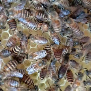 蜜蜂越冬什么温度结团？