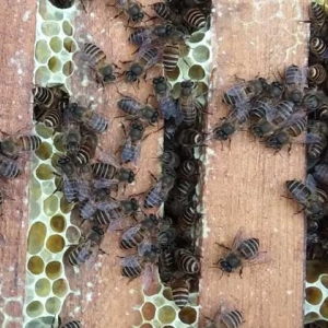 蜂群要几脾蜂才能过冬？