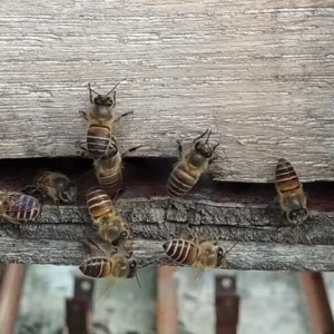 怎么判断蜂群是否失王？