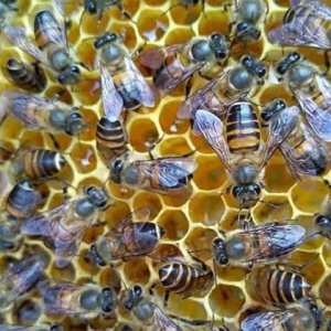 蜜蜂一年可以取几次蜜？