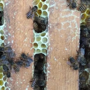 蜜蜂冬天怎么喂养才安全？
