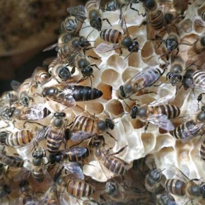 冬季怎么管理好蜂群？