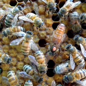 甲酸治蜂螨的用法及注意事项