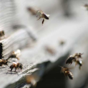 蜂螨是什么引起的？