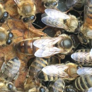 蜂螨用什么药治最快？