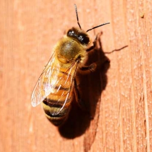 蜜蜂最简单的杀螨方法