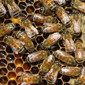 蜜蜂病害与敌害防治大全